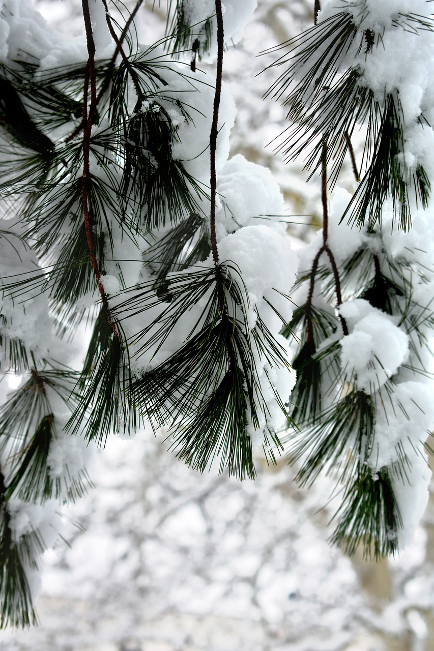 snow  winter  needles free photo