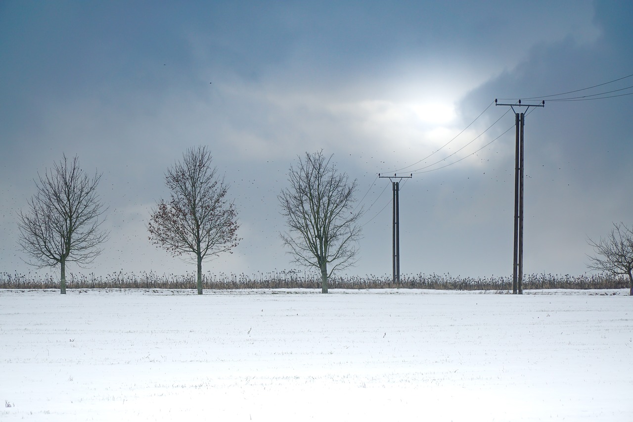 snow  trees  winter free photo