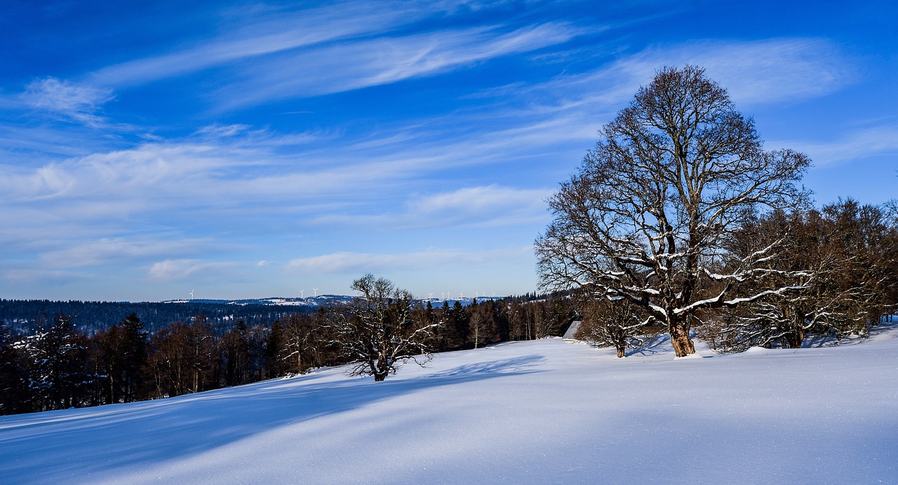 snow  tree  sky free photo