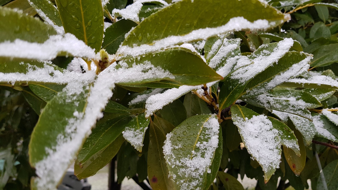 snow  leaves  plant free photo