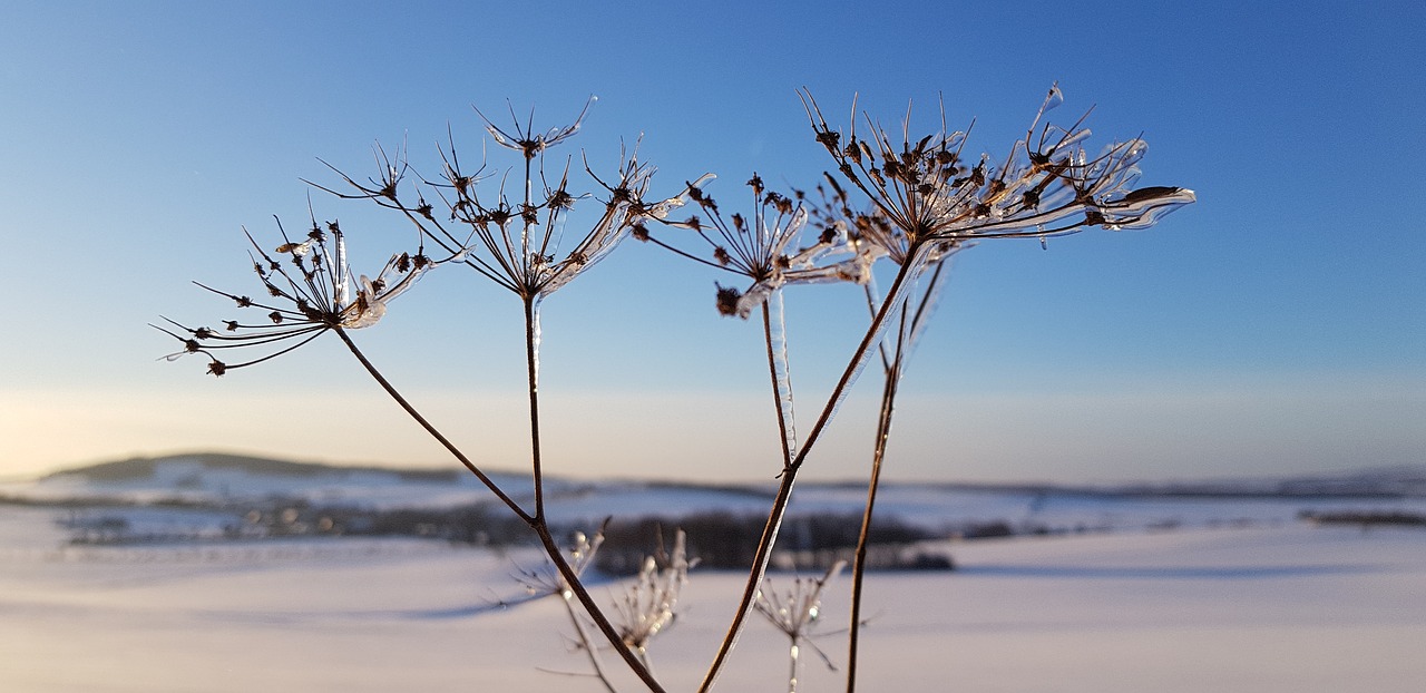 snow  flower  winter free photo