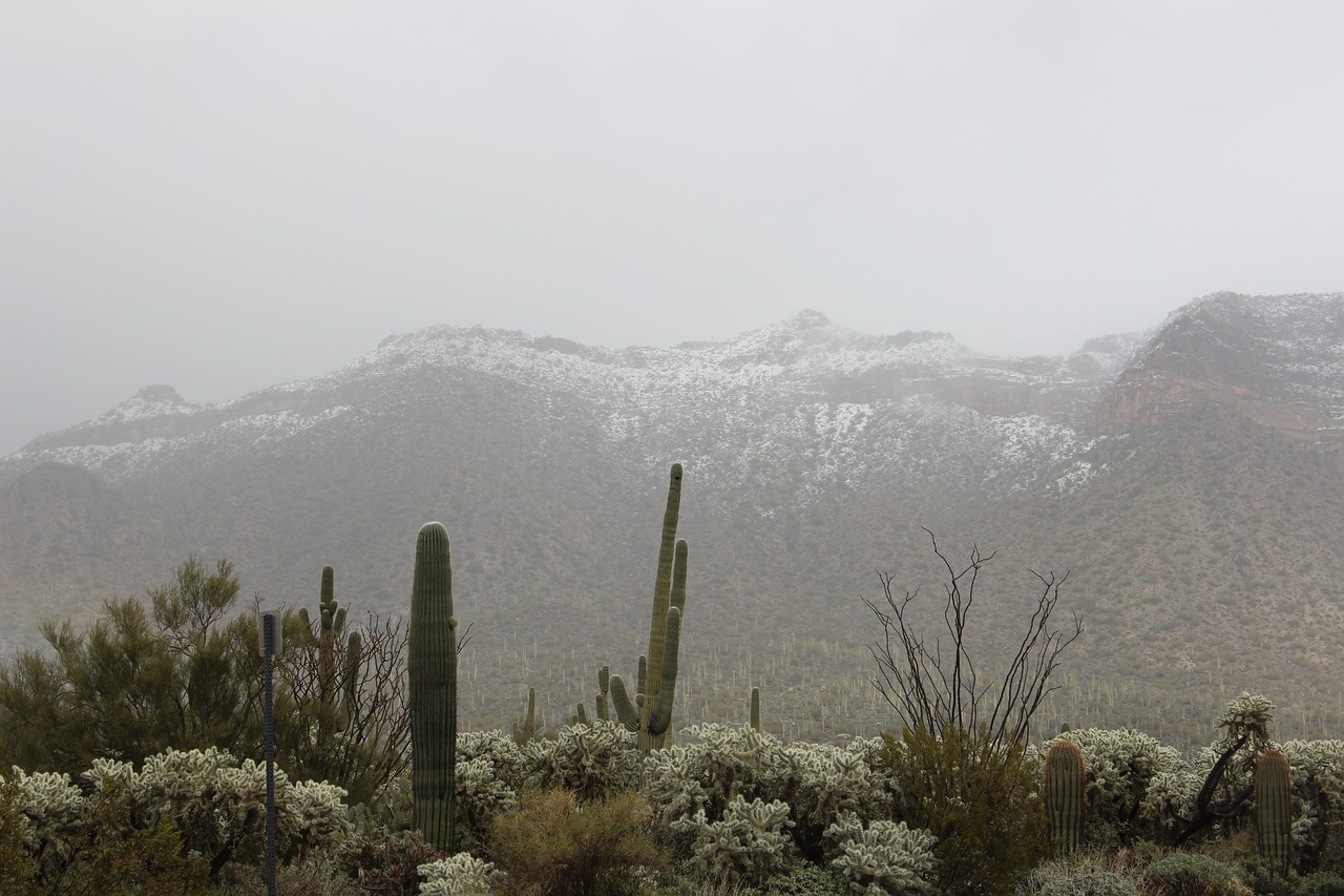 snow  desert  saguaro free photo