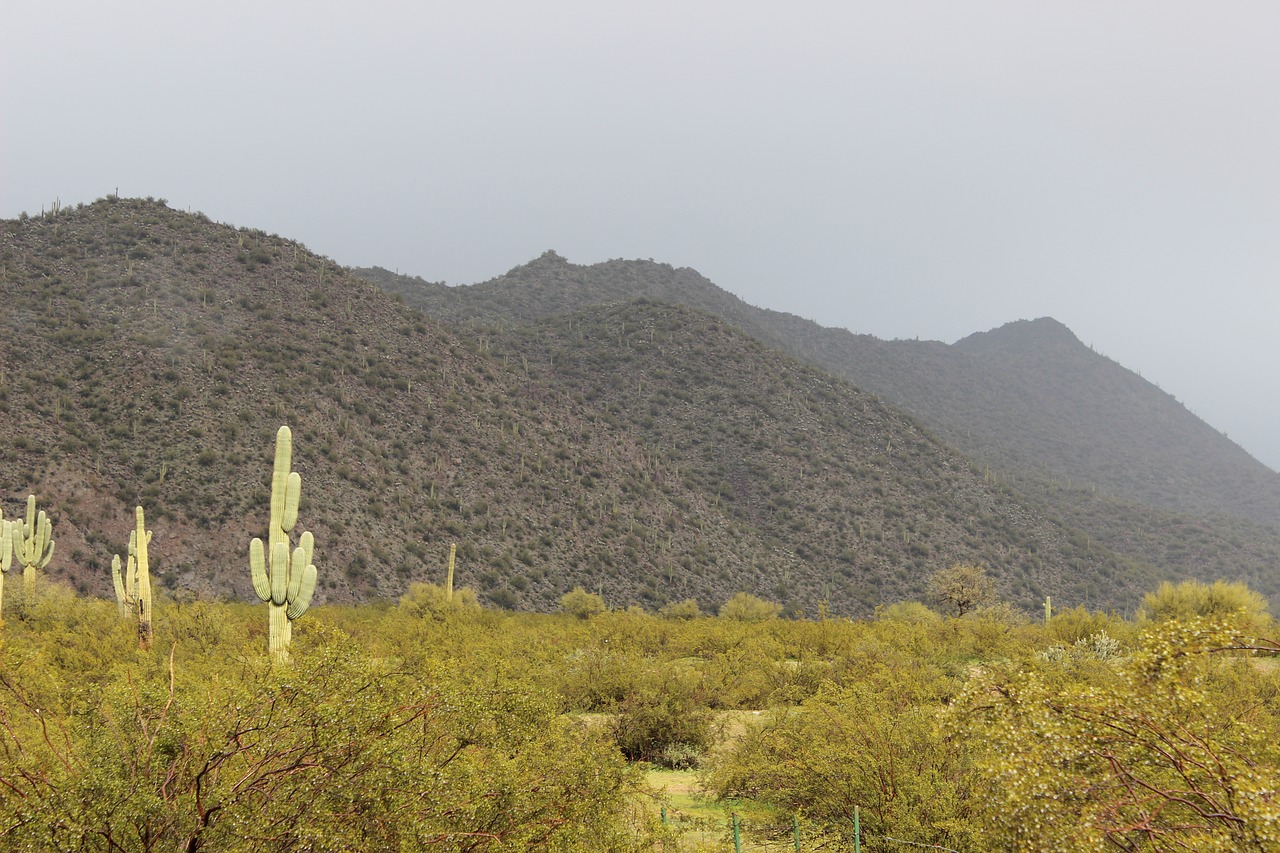 snow  desert  saguaro free photo