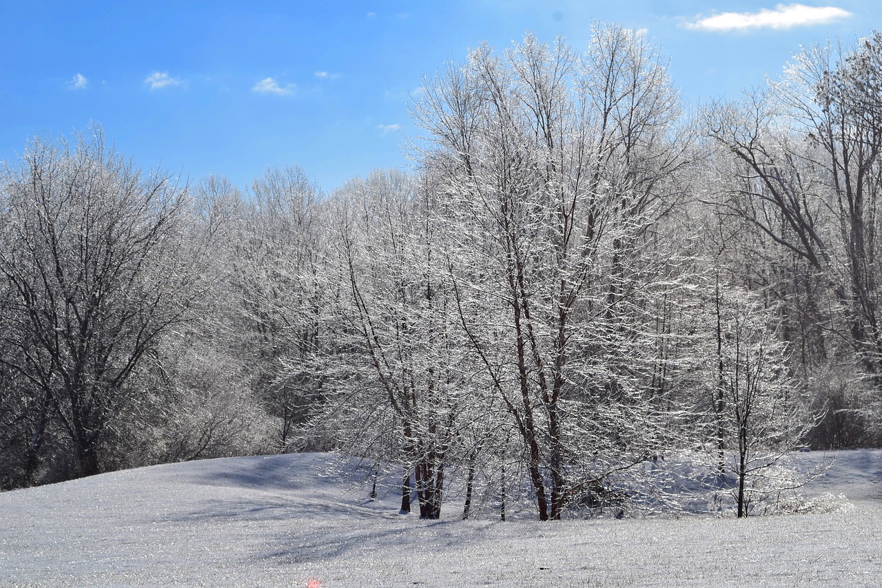 snow  winter  frost free photo