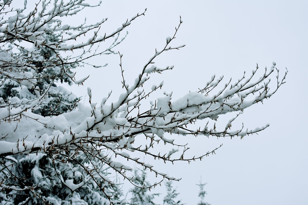 snow  winter  branches free photo