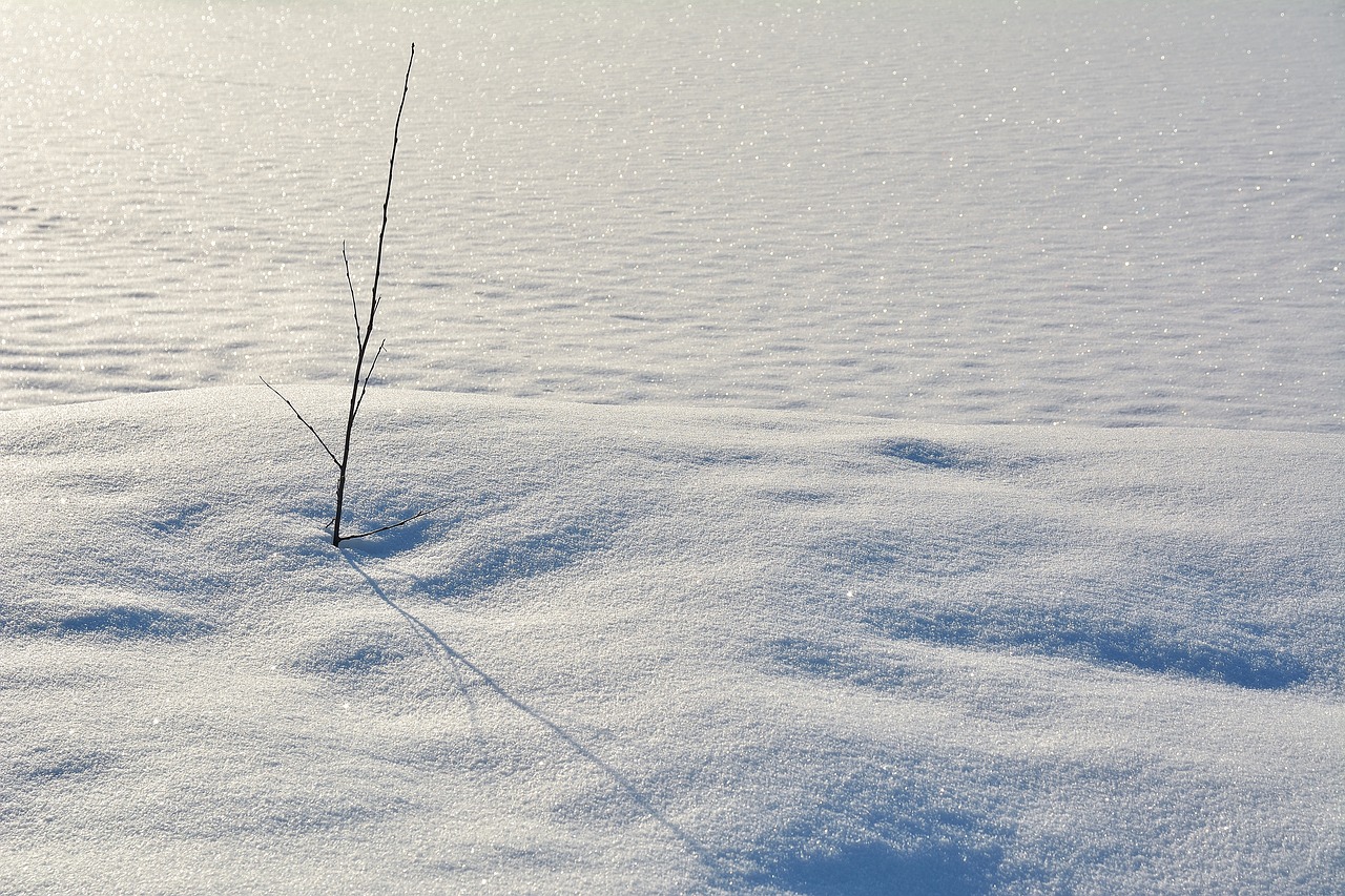 snow  winter  cold free photo