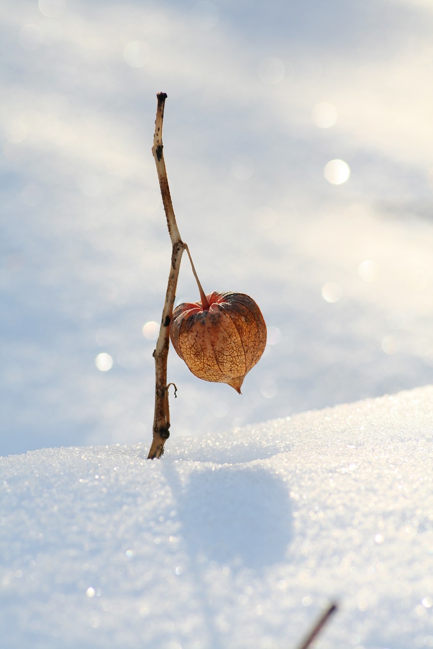 snow  physalis  nature free photo