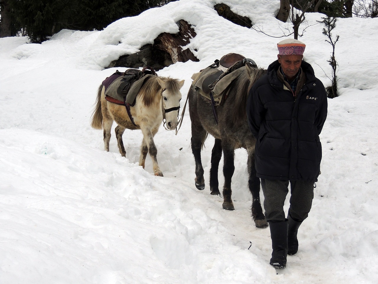 snow morocco horse free photo