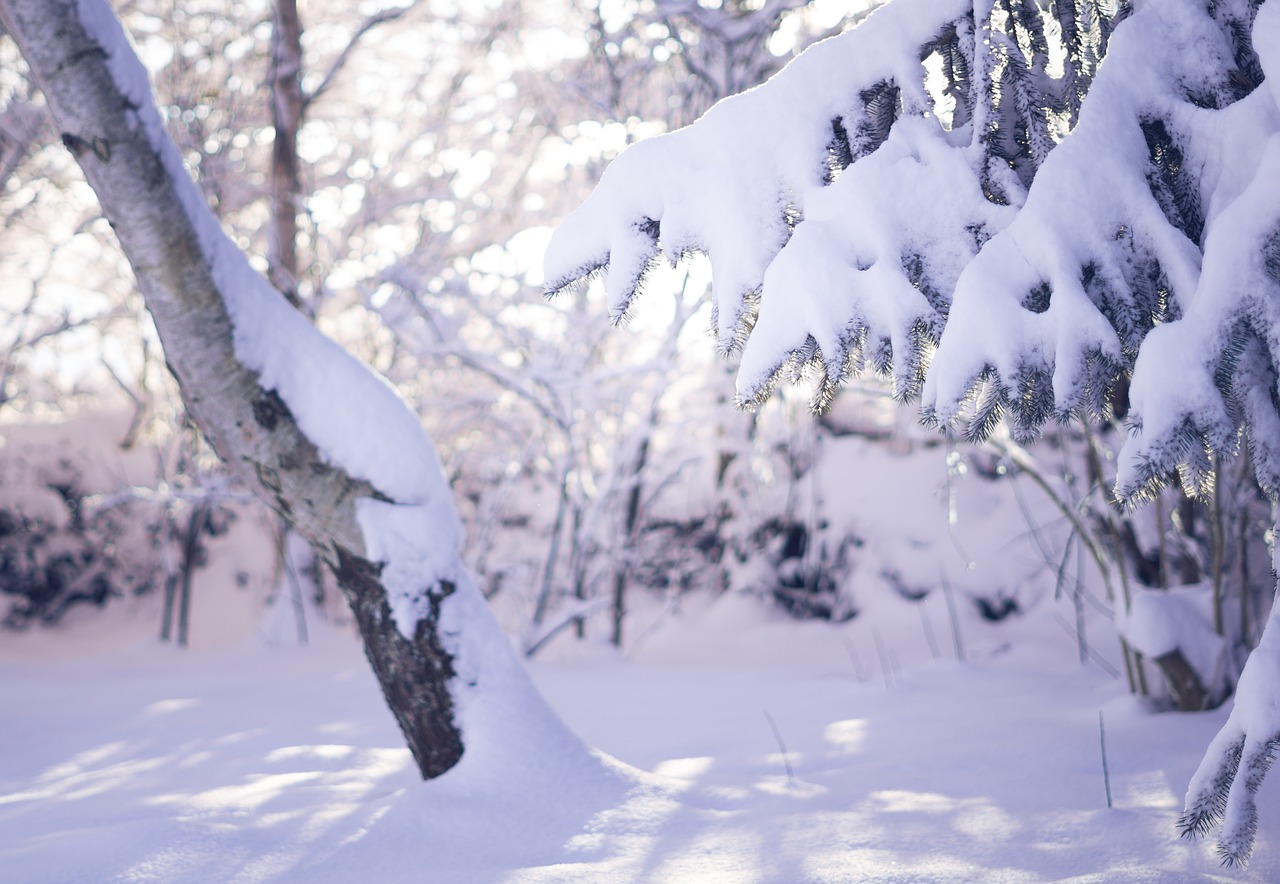 snow  winter  nature free photo