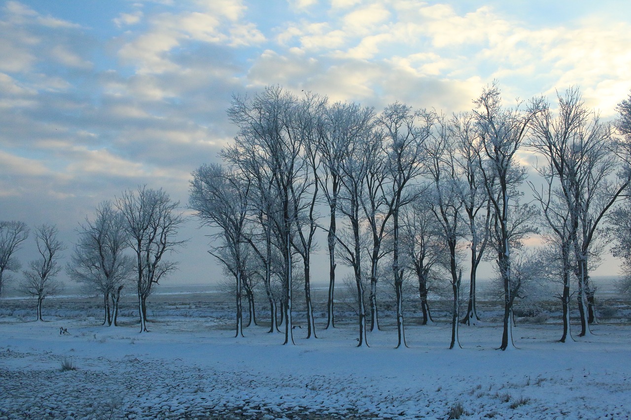 snow  trees  forest free photo