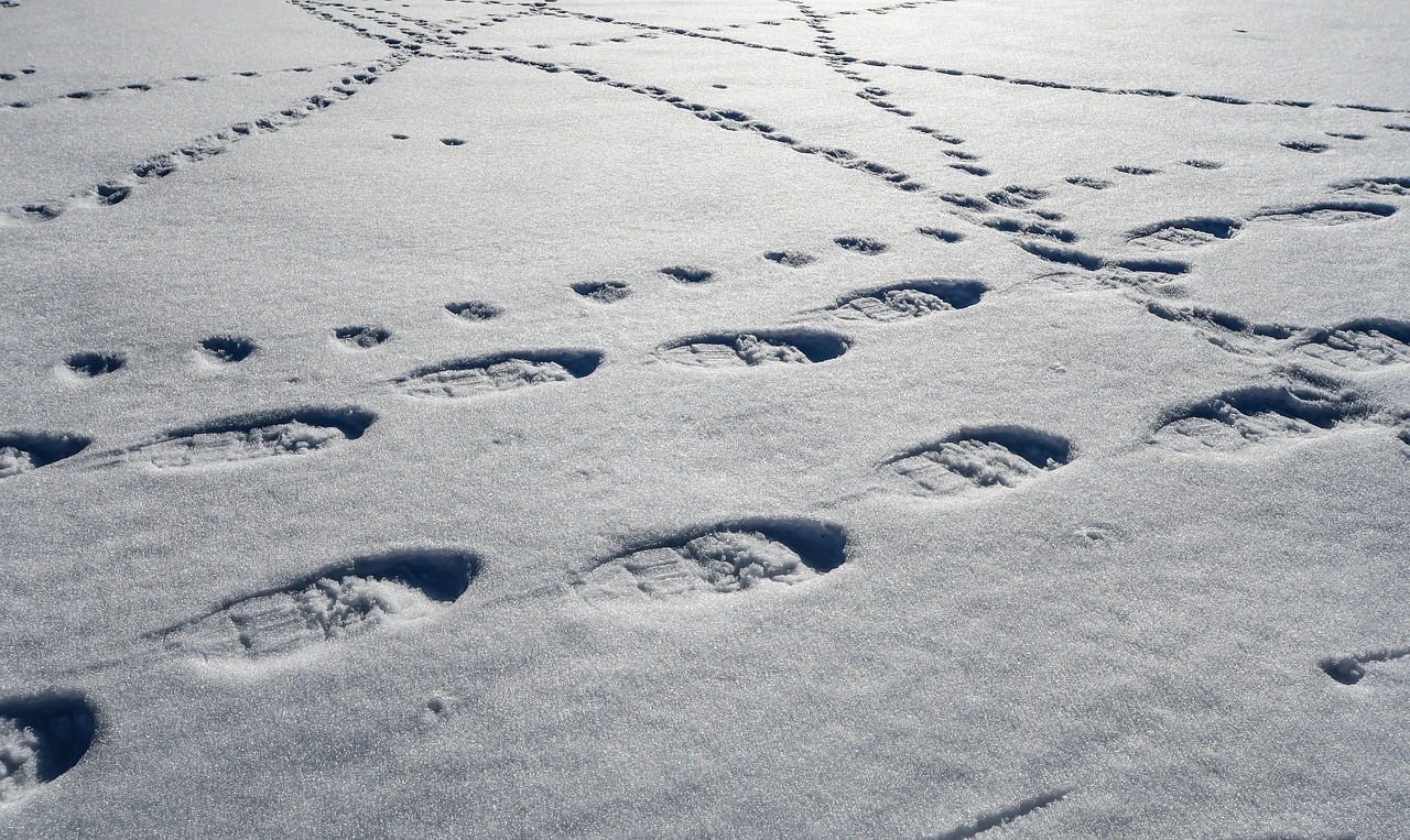 snow  traces  snowshoes free photo