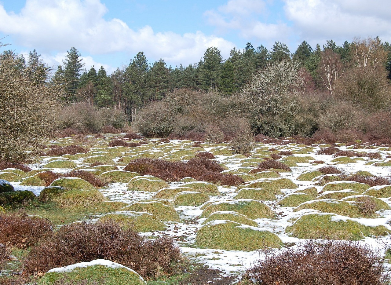 snow forest nature free photo