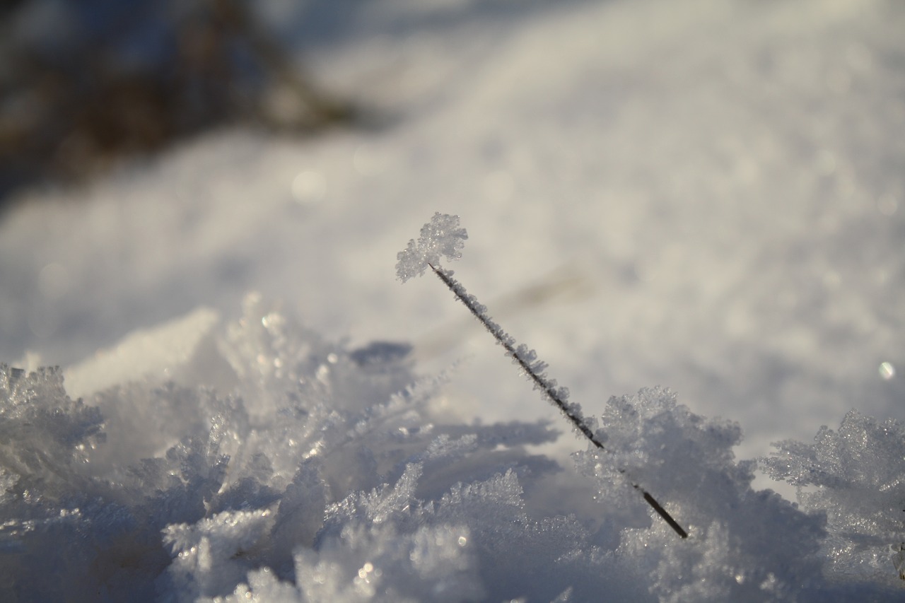 snow  ice  winter free photo