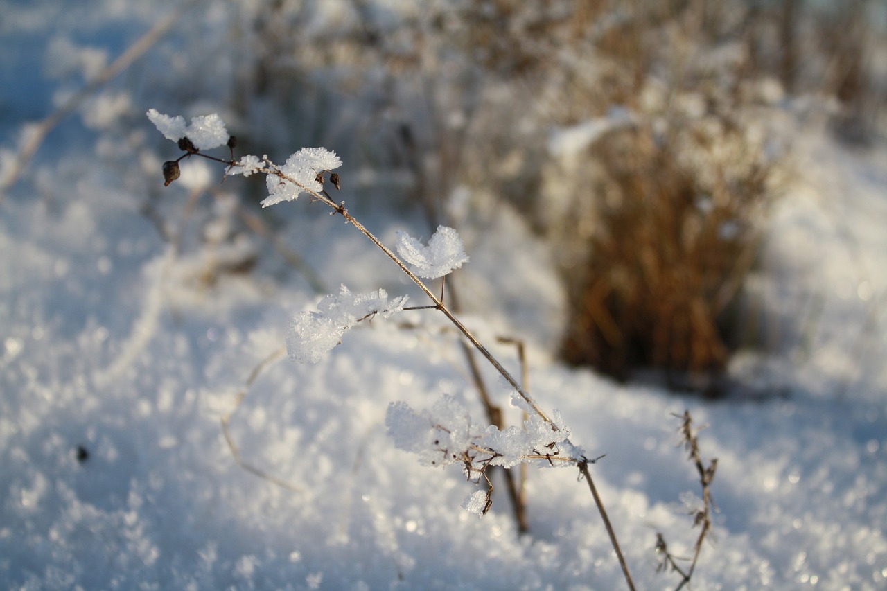 snow  ice  winter free photo