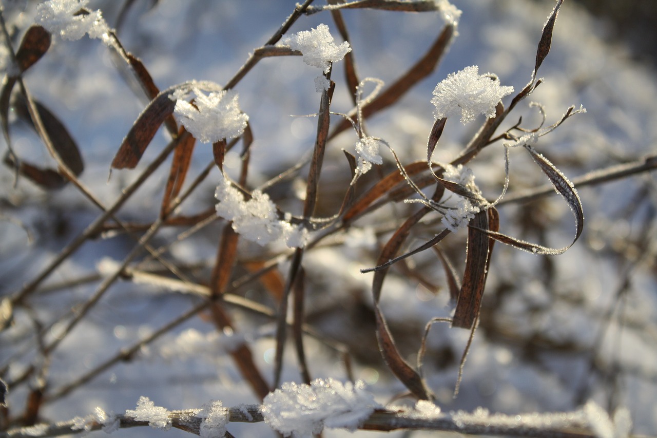 snow  ice  winter free photo