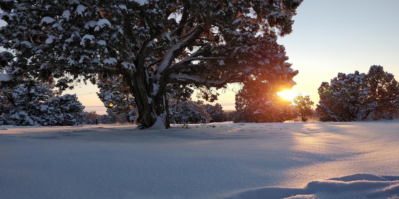 snow  winter  cold free photo