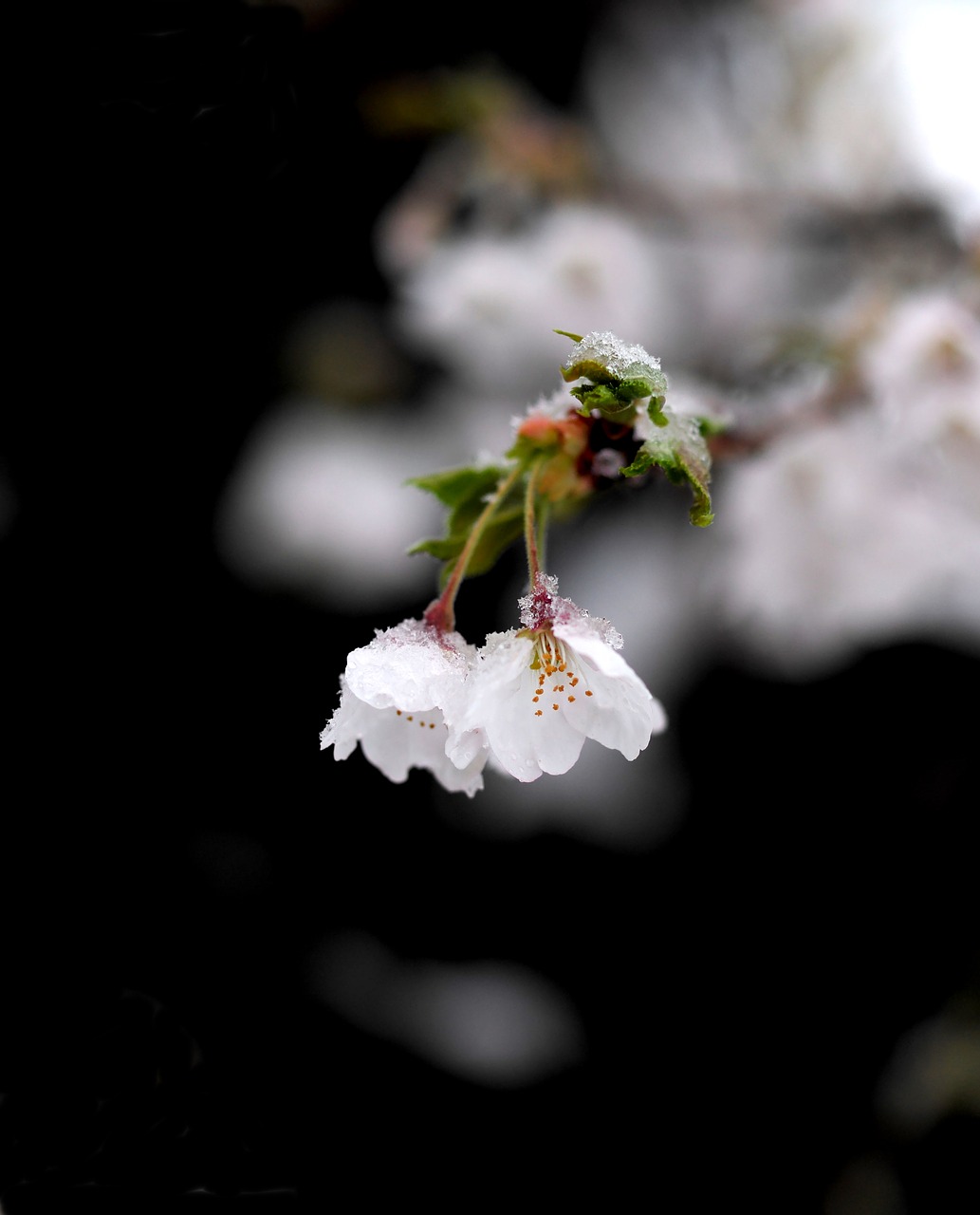 snow  flower  spring free photo