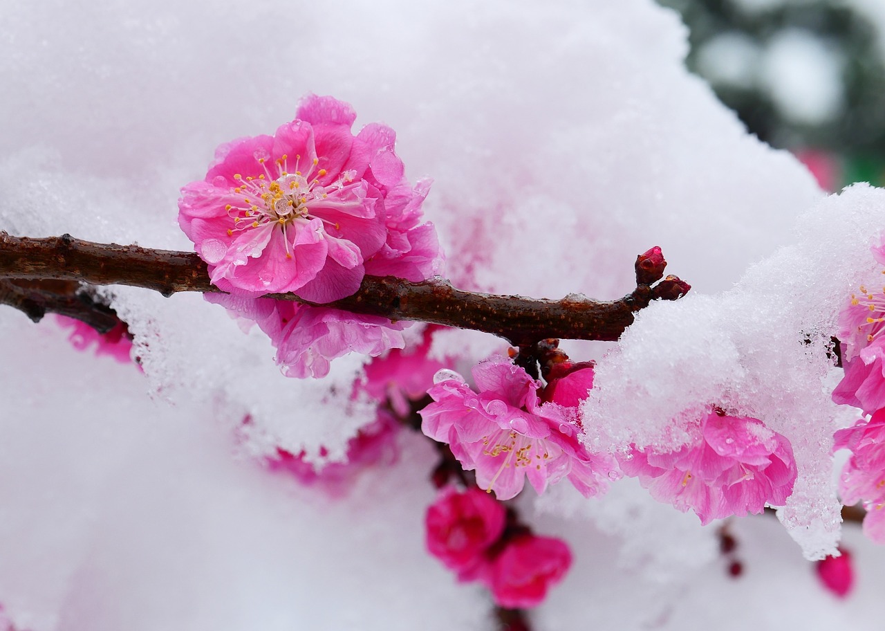 snow  spring  beautiful free photo