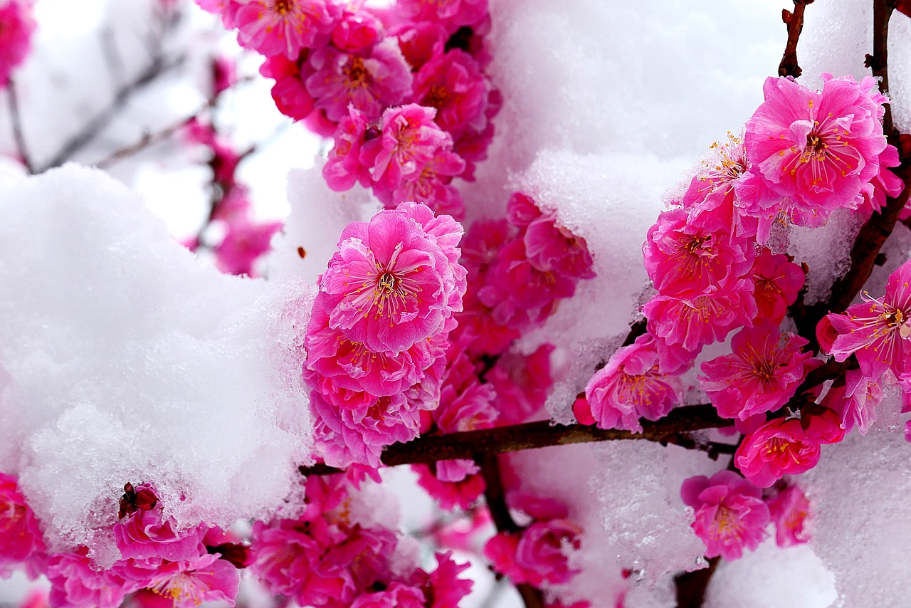 snow  flower  spring free photo