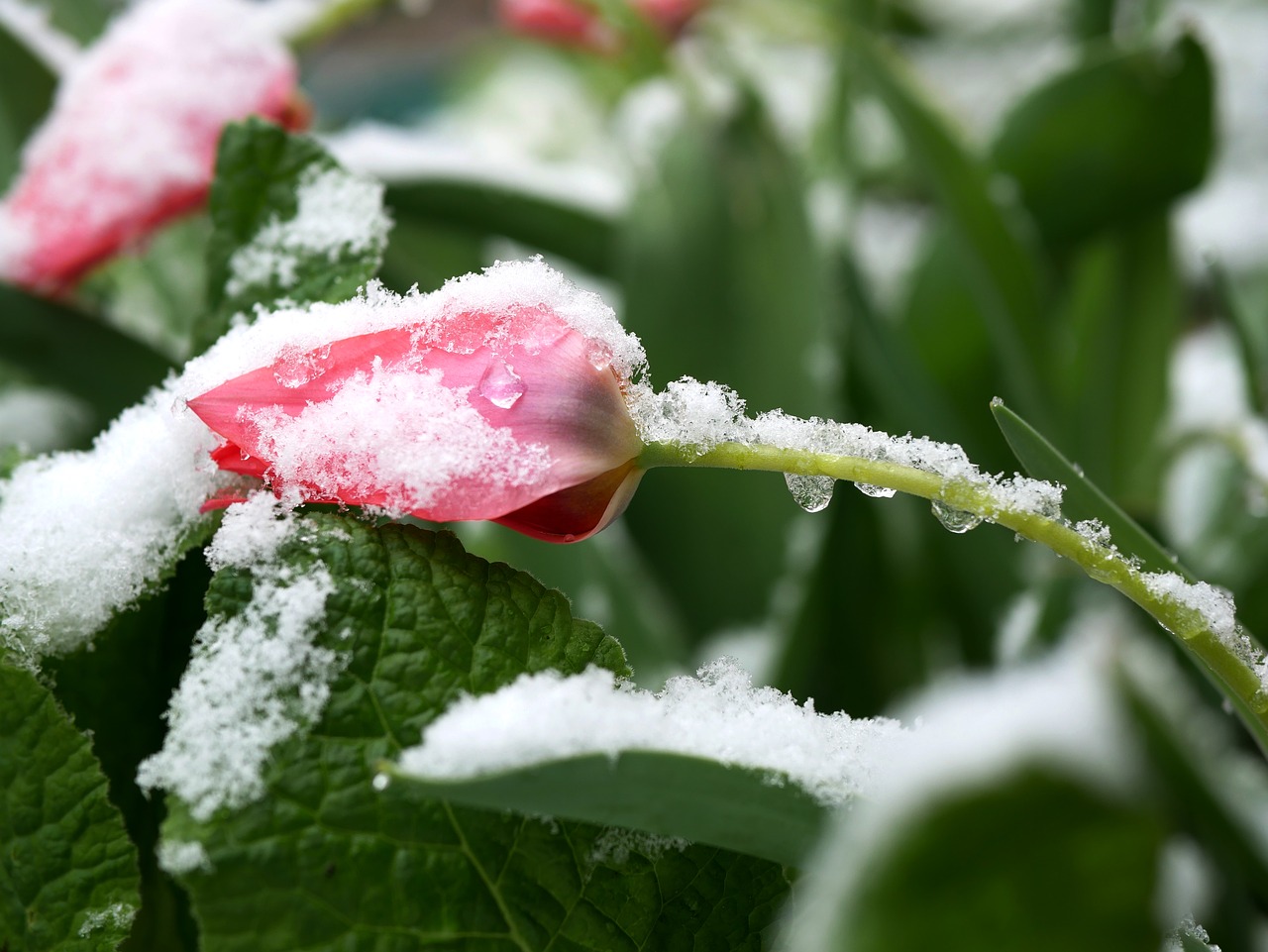 snow  flower  winter free photo