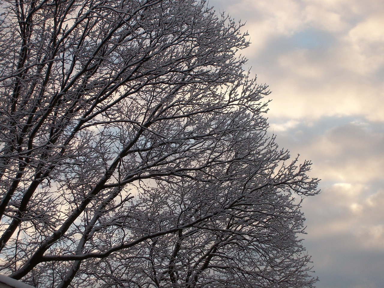 snow trees clouds free photo