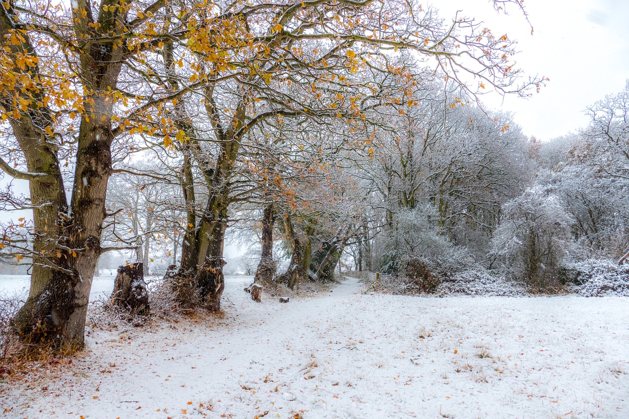 snow  winter  trees free photo