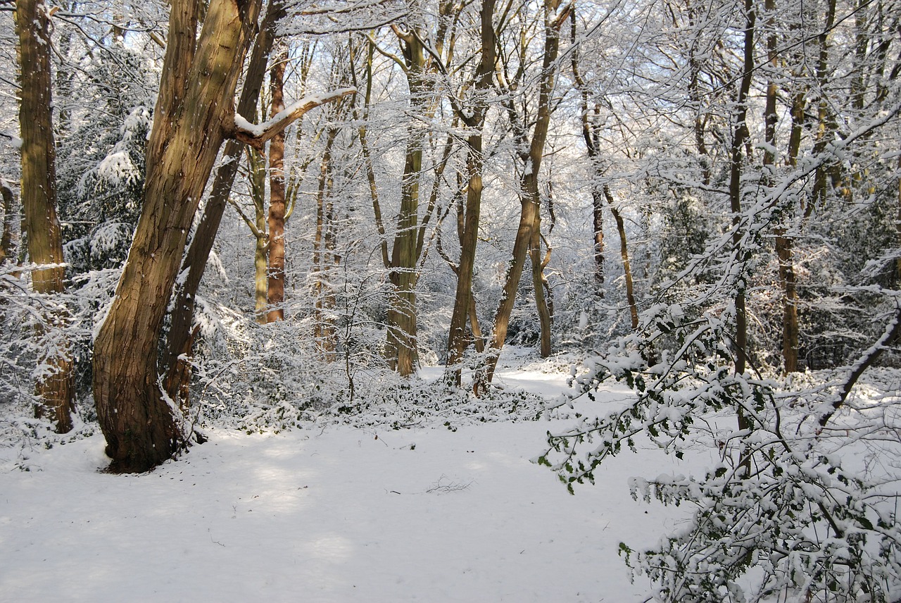 snow winter forest free photo