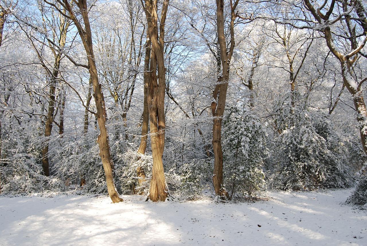 snow winter forest free photo