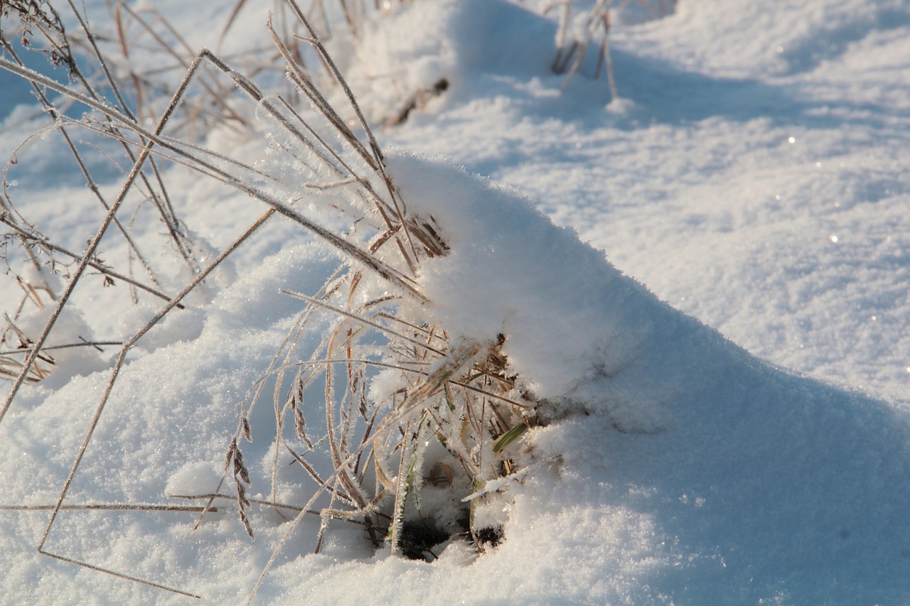 snow winter sweden free photo