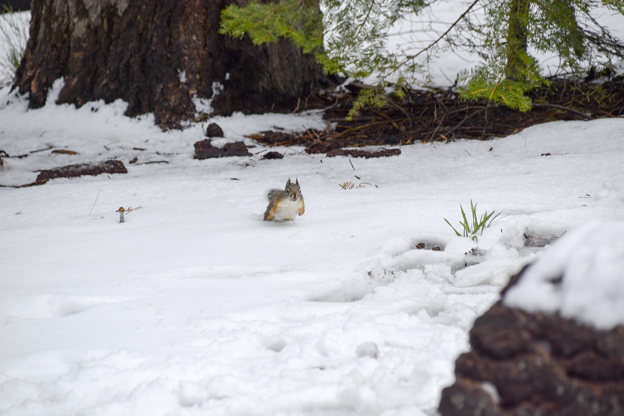 snow  squirrel  animal free photo