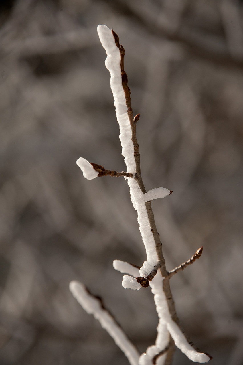 snow twig sticking free photo