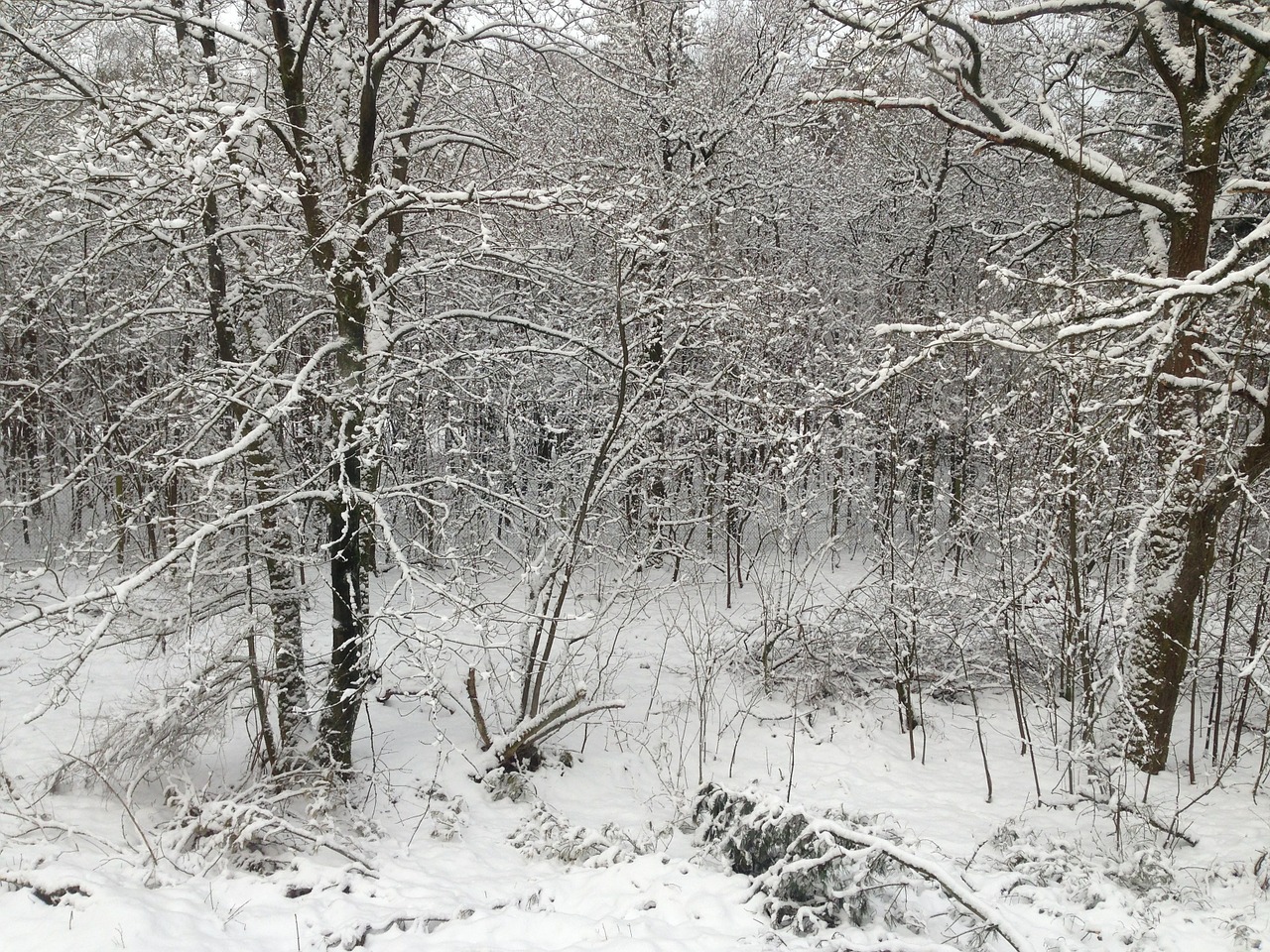 snow forest snow landscape free photo