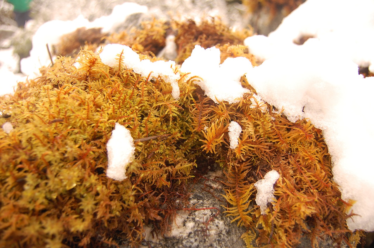 snow vegetation stone free photo