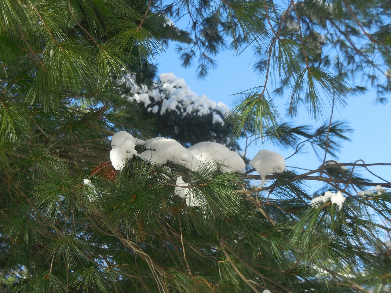 snow branch tree free photo