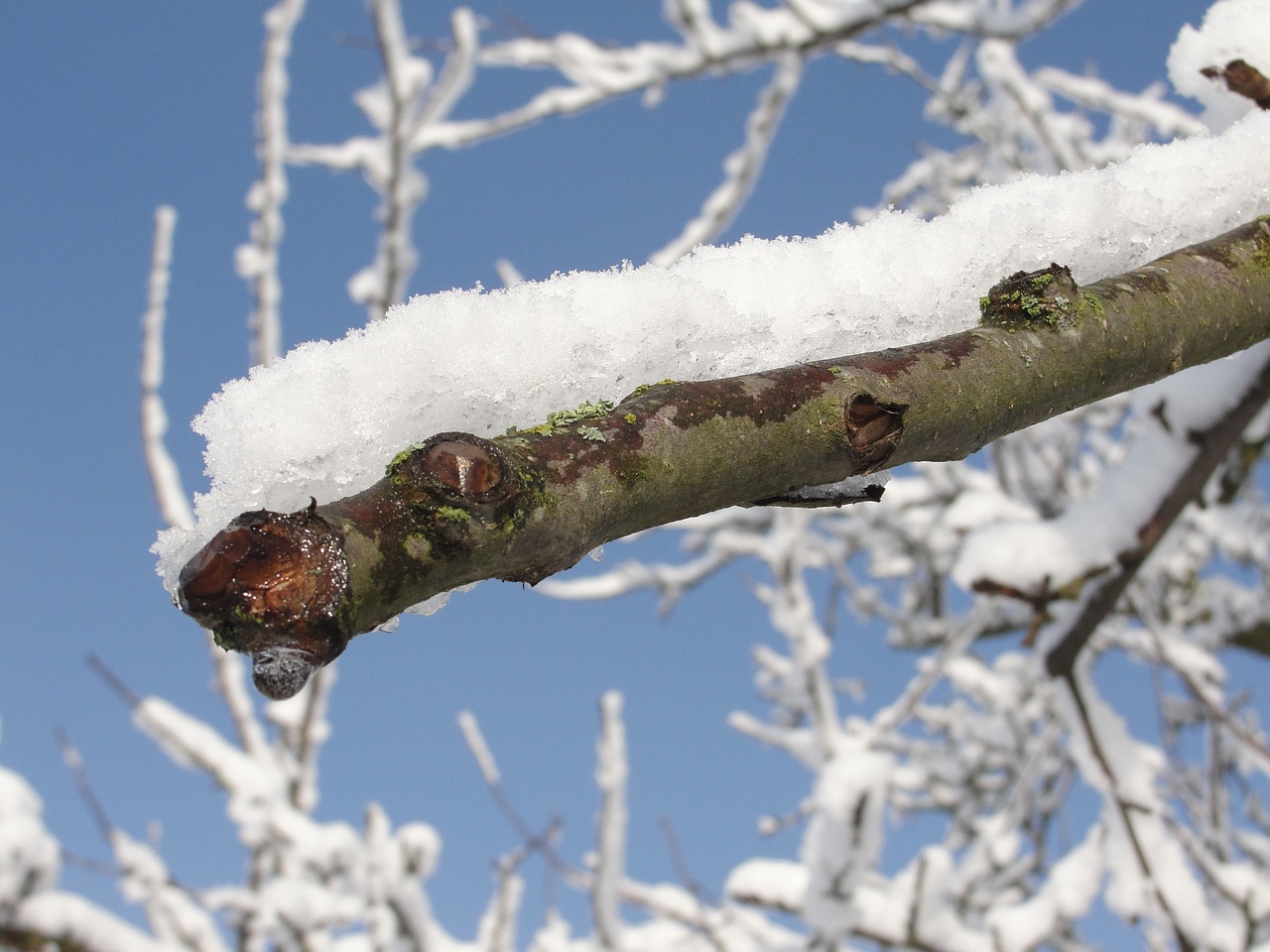 snow branch winter free photo