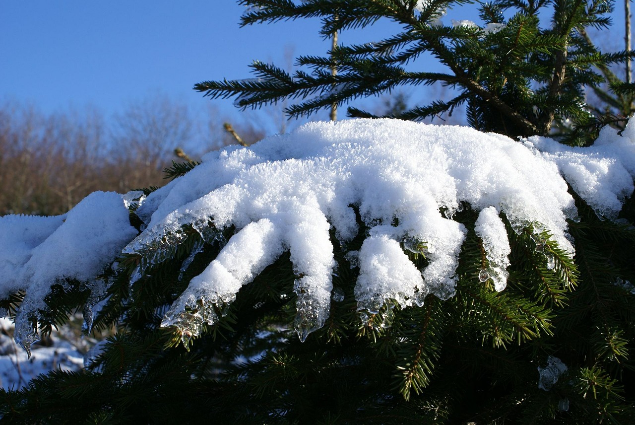 snow fir winter free photo