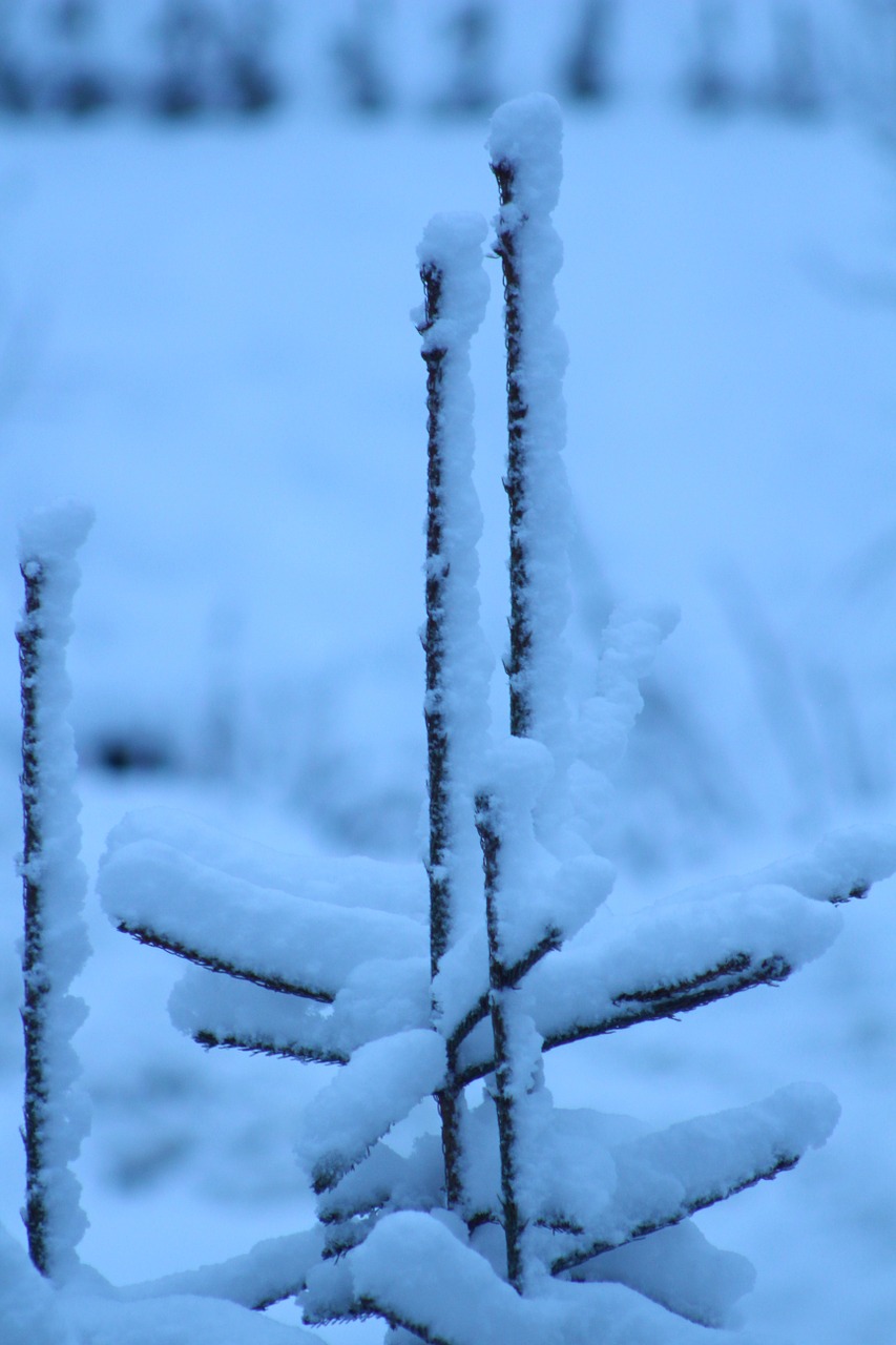 snow tree winter free photo