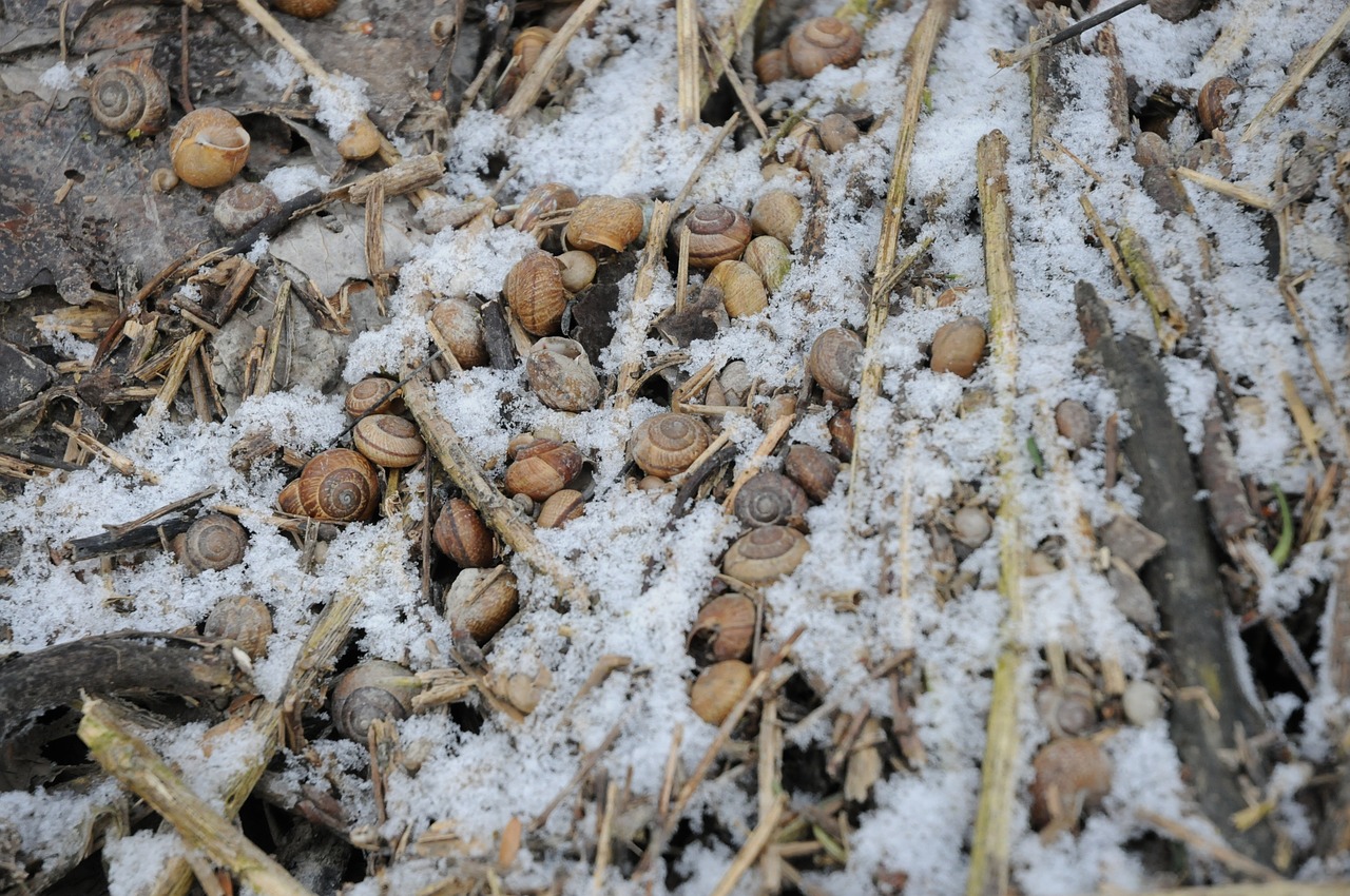 snow snails shell free photo