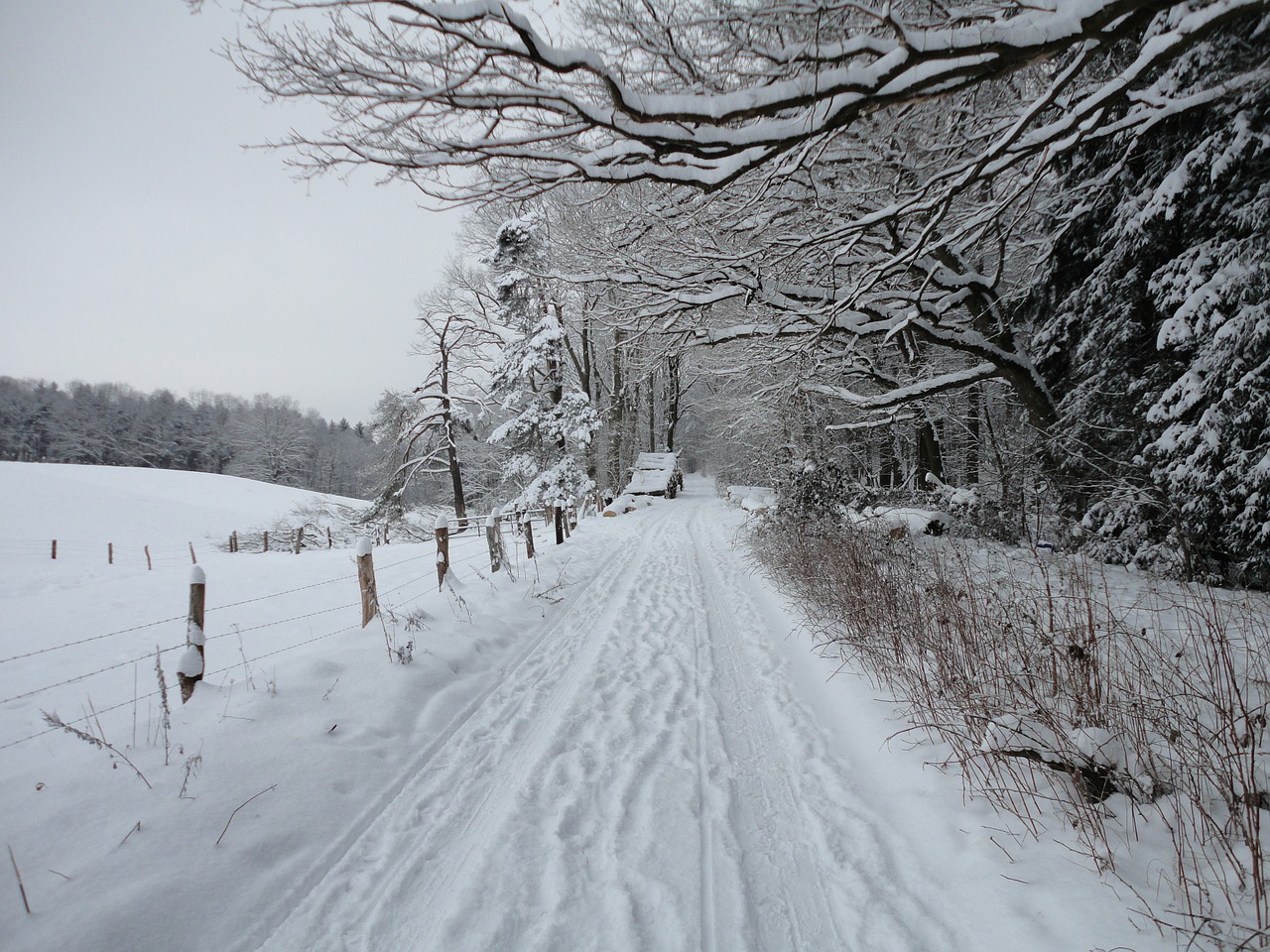 snow winter path free photo