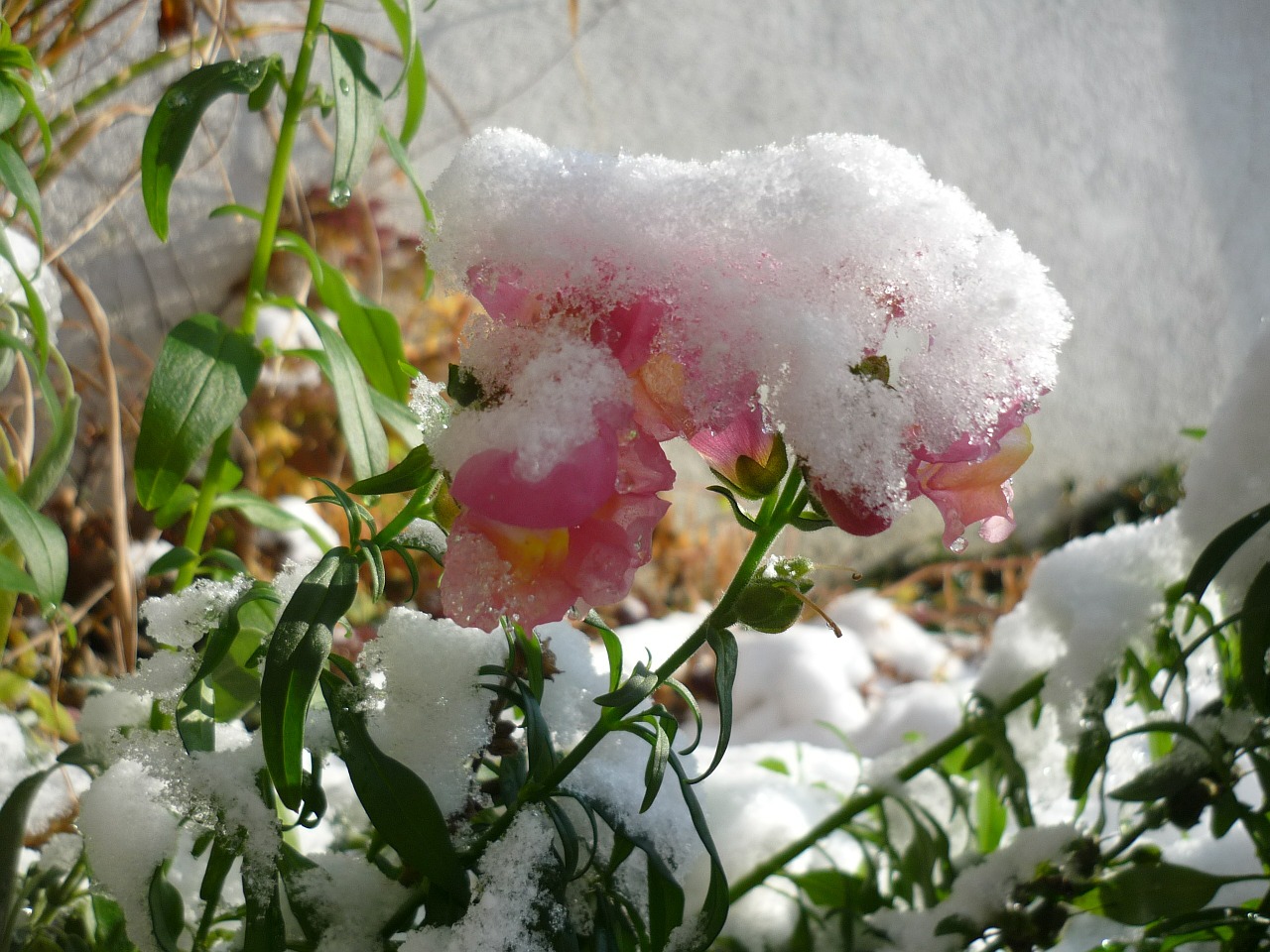 snow winter flower free photo