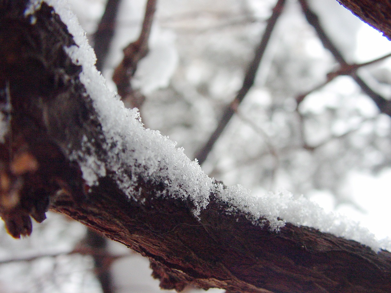 snow branch snowflakes free photo