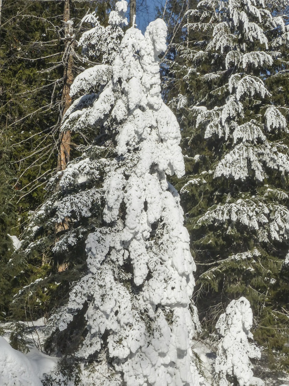 snow tree fir free photo