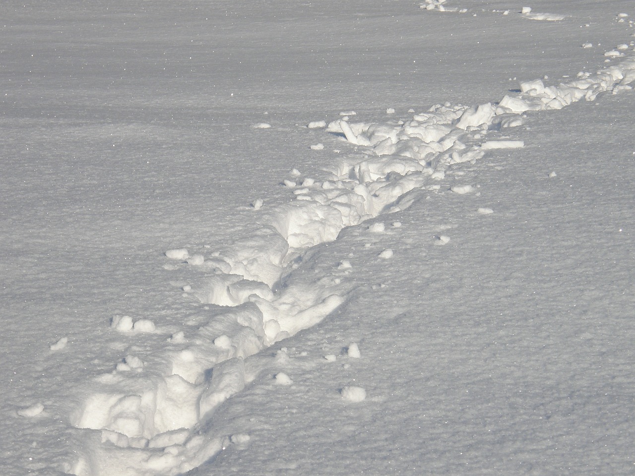 snow tracks in the snow white free photo