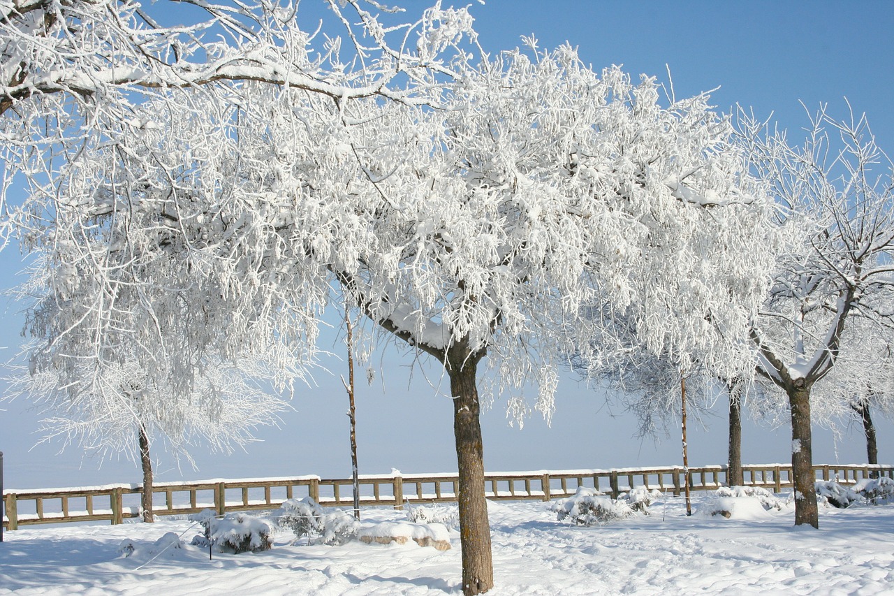 snow winter cold free photo