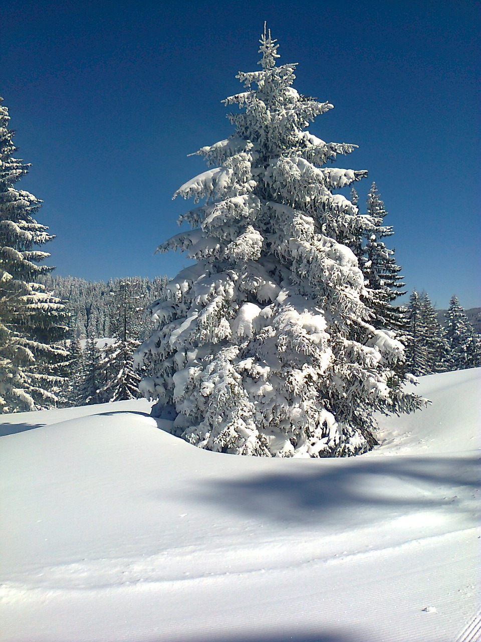 snow tree cold free photo