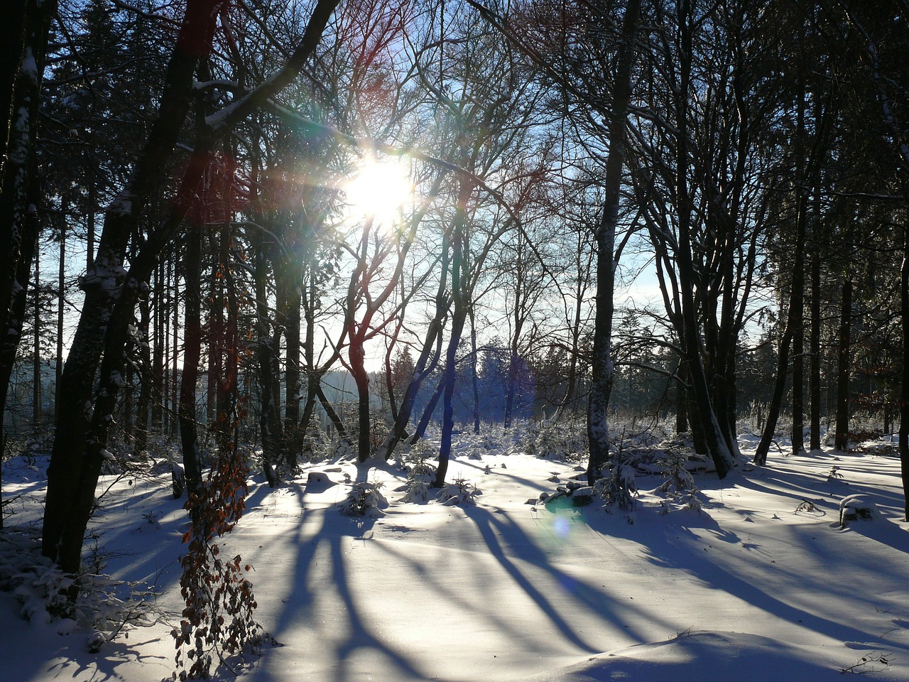 snow winter forest free photo