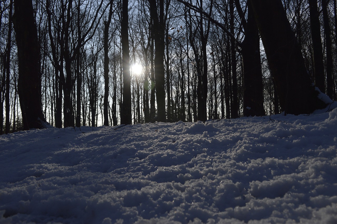 snow forest sun free photo