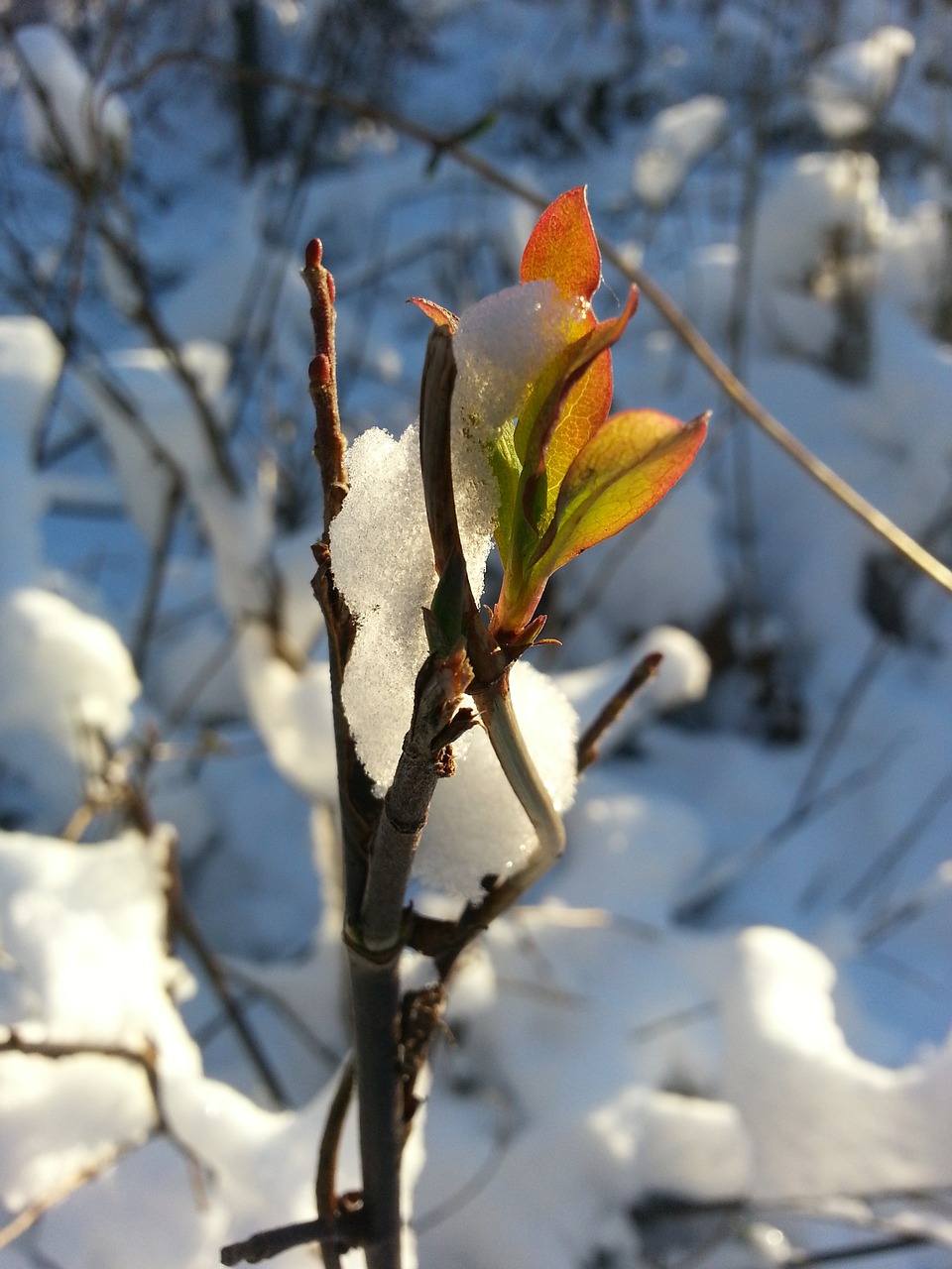 snow bud spring awakening free photo