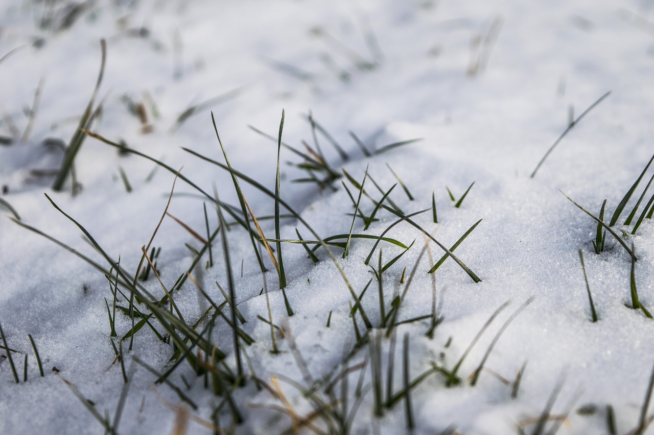 snow snowy grass free photo