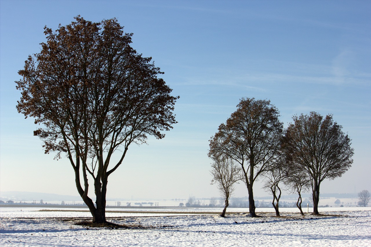 snow tree wintry free photo